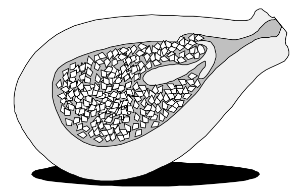 The black and white illustration shows a cross section of an apple with seeds inside it on top of what appears to be a table surface.