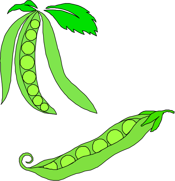 The image shows a sequence of three panels with illustrations that resemble pea pods against black backgrounds:

1) A green bean sprouting from its shell in an early stage of growth; 2) An open, fully formed and ripe pea pod revealing the peas inside it. There are six visible seeds within this pod.; 3) The same type of pea plant with a single seed still attached to one end while all other beans have detached from their shells.

The style is simple line art without any shading or color, focusing on out