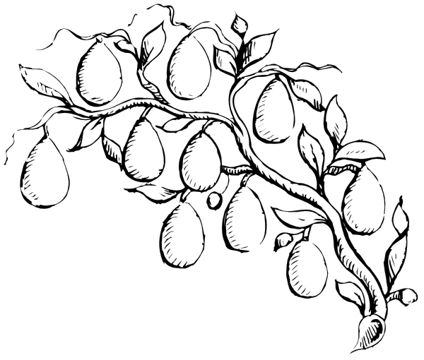 The black and white illustration shows a bunch of grapes with leaves on either side against a dark background.