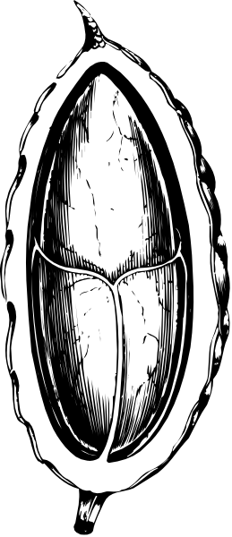 The image shows a closeup of an object that resembles a seed pod with intricate patterns on its surface against a dark background; it is stylized in black-and-white tones to emphasize texture and detail, giving it an artistic or illustrative quality rather than being photorealistic.