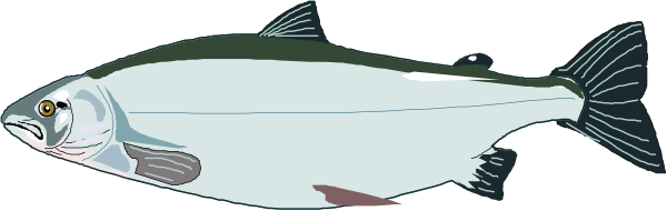 The image shows two fish swimming side by side underwater with a dark background.