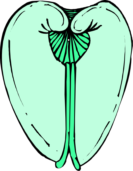 The image shows a black and white illustration of an open clam shell with its interior exposed to reveal two halves that resemble human eyes looking outward from within the shell.