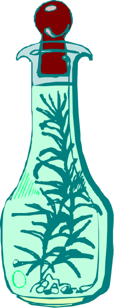 The illustration shows a clear glass bottle with an aquatic plant inside it on top of what appears to be water, placed against a gray background that has horizontal stripes in shades of blue-gray.
