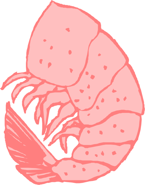 The image shows a pink lobster with white spots on its shell against a black background.