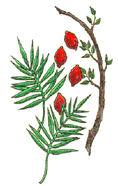 The image shows a stylized illustration of red berries with green leaves on what appears to be an evergreen branch against a white background.