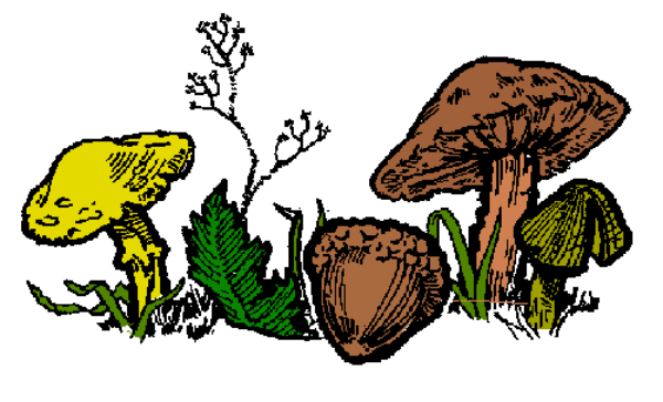 The image shows a collection of mushrooms with varying sizes and caps on what appears to be grassy ground against an indistinct background that could represent soil or moss.