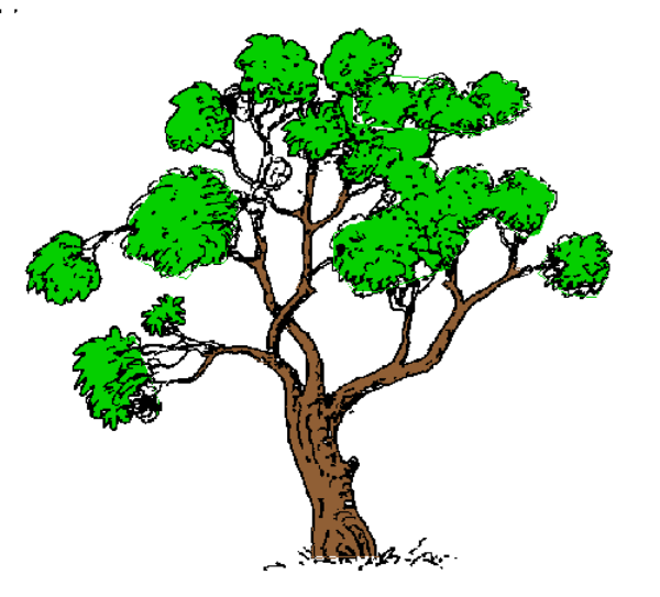 The image shows a simple line drawing of an apple tree with leaves on its branches against a white background.